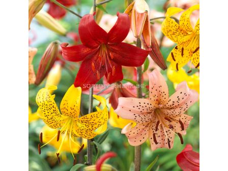 Лилиуми микс  Tiger - Lilium Tiger Mixed- 5 бр.