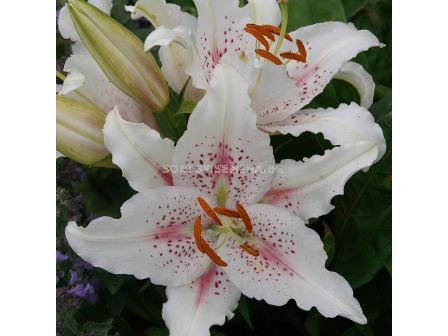 Лилиум - Lilium oriental 'Muscadet' - 1 бр