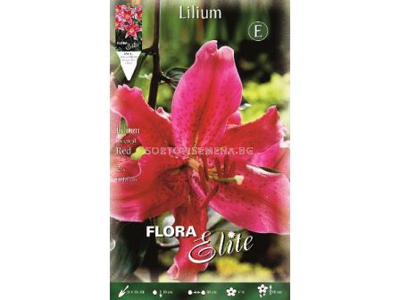 лилиум ориенталски Червен - lilium oriental Red