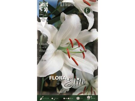 лилиум ориенталски Бял -  lilium oriental White