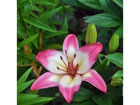 Лилиум розово-бял - Lilium asiatic  pink/white 14/16 - 1 бр.