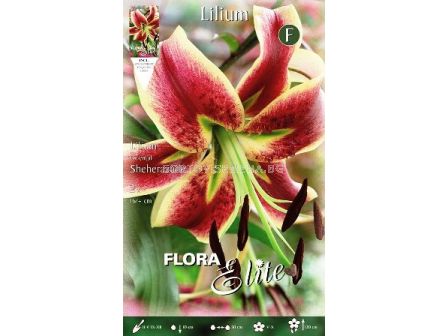 Лилиум Hybrid Sheherazade  