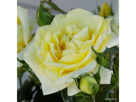 Роза Limona - 1 брой - 2