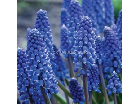 Мускари/ Muscari Lindsay - 1 бр.
