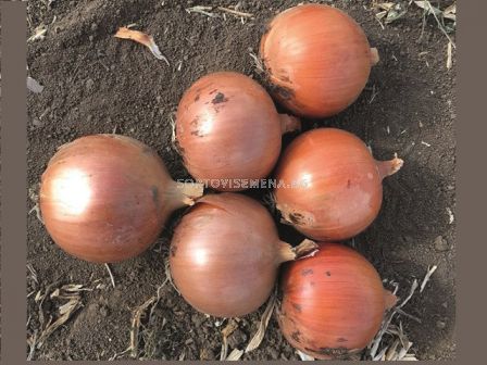 Семена лук кромид Mindi 100 000 бр.семена - sortovisemena.bg Семена лук кромид Mindi 100 000 бр.семена