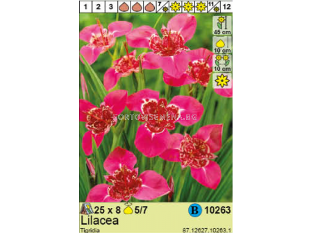 Тигридия Lilacea - 1 опаковка - 8 броя