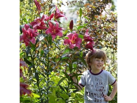 Лилиум / Flora Elite 'Packs' Lilium ot-hybrids Purple Prince treelily/ 1 оп - 2 бр - sortovisemena.bg Лилиум / Flora Elite 'Packs' Lilium ot-hybrids Purple Prince treelily/ 1 оп - 2 бр