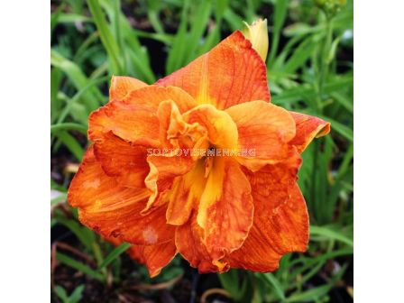 Хемерокалис  DOUBLE LICIOUS / 1 бр