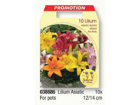 Лилиум азиатски за саксии микс - 1 пакет - 10 броя