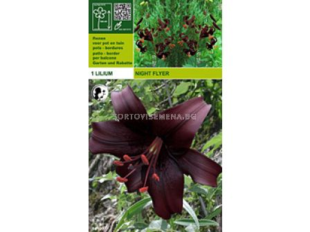 Лилиум Night Flyer 