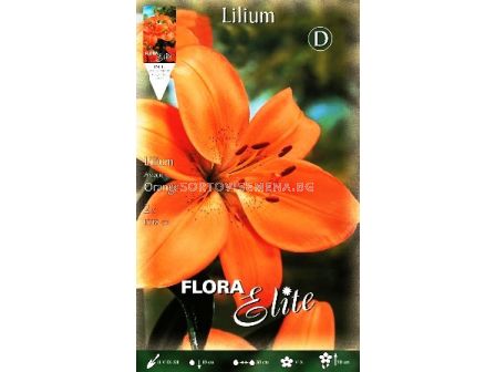 Лилиум (Lilium) Asiatic Orange 16/18