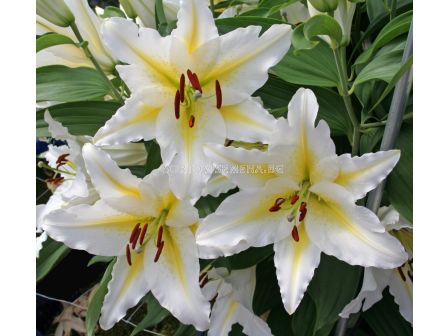 Лилиум ориенталски бяло-жълт  - Lilium oriental  white/yellow 14/16 - 1 бр.