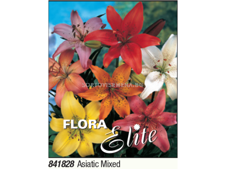 Лилиум азиатски микс - 1 брой