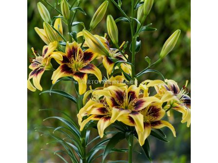 Лилиум asiatic 'Pieton' / 1 бр