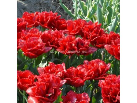 Лале Lion King 1 бр