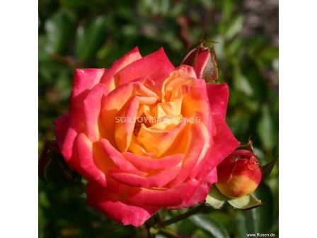 Роза Little Sunset (миниатюрна роза), серия Lilliputs - Kordes - 1 брой - 5