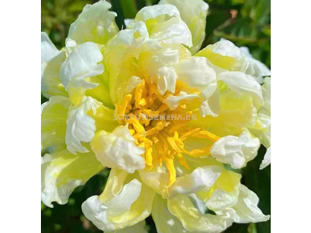 Божур Paeonia green lotus/ Peony - 1 бр. 