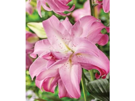 Лилиум (ориенталски) ORIENTAL LILIUM Lotus Dream 14/16 - 1 бр.