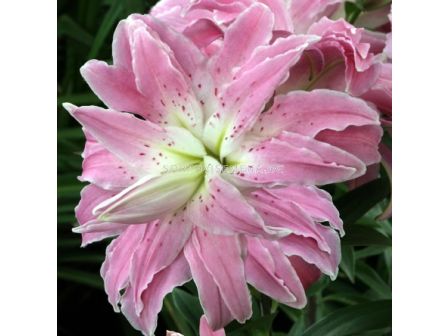 Лилиум (ориенталски, двоен)/ ORIENTAL (DOUBLE) LILIUM Lotus Elegance 14/16 - 1 бр.