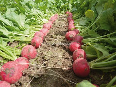 Семена репички Rosetta F1 BEJO - 10 000 семена - 4