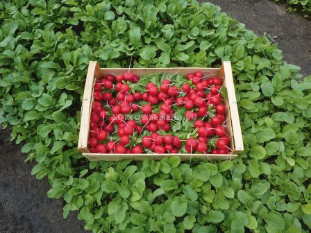 Семена репички Rosetta F1 BEJO - 10 000 семена - 5