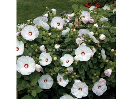 Хибискус XXL /Hibiscus XXL /Old Yella/-1 корен