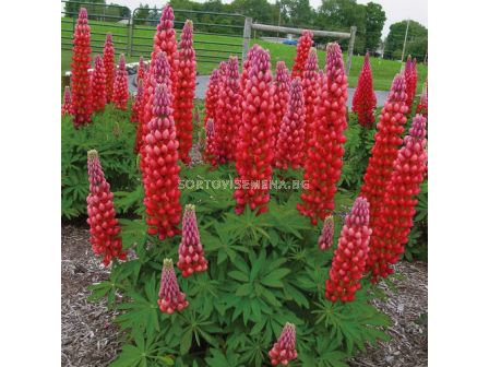 Лупина червена -  Lupinus Red - 3 бр.