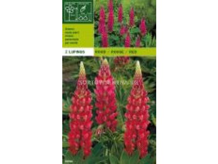 лупина Червена (коренища) - Lupinus Red