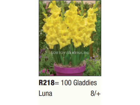 Гладиол нисък Luna/ Gladdies (shortstemmed) Luna - 1 бр.