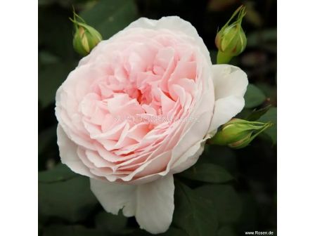 Роза Märchenzauber® (флорибунда) - серия Märchen Rosen - Kordes- 1 брой - 6