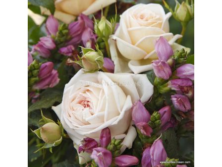Роза Madame Anisette (хибридна чаена роза), серия Parfuma- Kordes -1 брой - 5