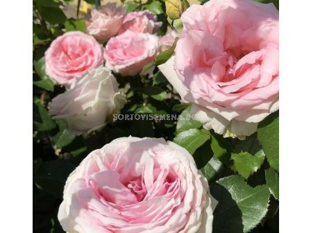 Роза Meine Rose (Хибридна роза) серия Eleganza - Kordes - 1 брой - 3
