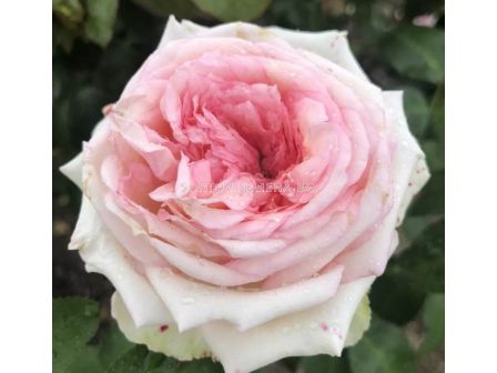 Роза Meine Rose (Хибридна роза) серия Eleganza - Kordes - 1 брой - 2