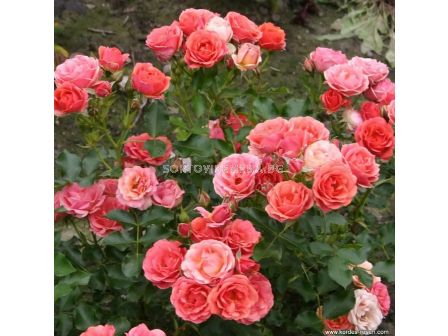 Роза Mandarin (миниатюрна роза), серия Lilliputs - Kordes - 1 брой - 2