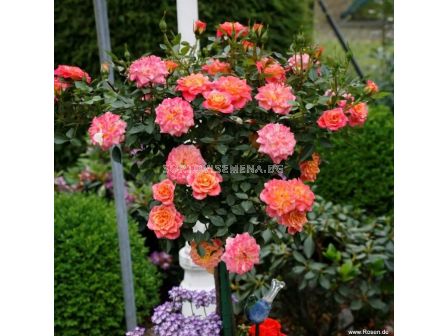 Роза Mandarin (миниатюрна роза), серия Lilliputs - Kordes - 1 брой - 3