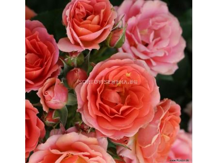 Роза Mandarin (миниатюрна роза), серия Lilliputs - Kordes - 1 брой - 4