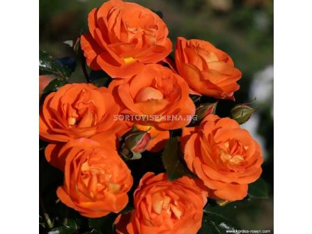 Роза Mango (тип флорибунда) - Kordes - 1 брой - 2