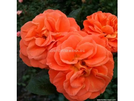 Роза Mango (тип флорибунда) - Kordes - 1 брой - 4