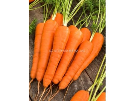 Семена моркови Корал F1