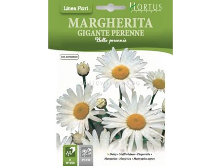 Маргарита едра GIGANTE PERENNE - BTS- BL