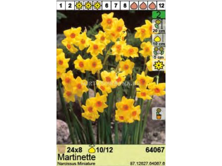 Нарцис/ Narcissus Martinette - Пакет: 1 оп. - 8 бр.  - 1