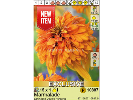 Ехинацея Marmalade/ Echinacea Double Purpurea Marmalade - 1 брой