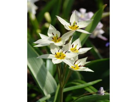 Лале /Tulip Turkestanica/ 6/7