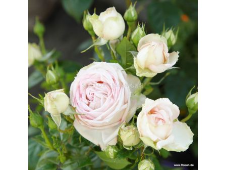 Роза Madame Anisette (хибридна чаена роза), серия Parfuma- Kordes -1 брой - 4