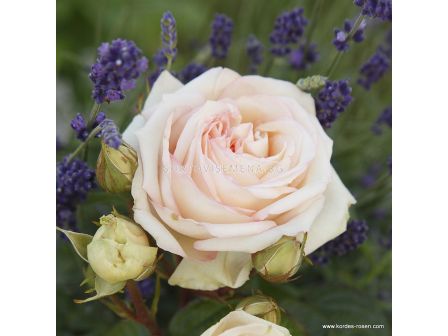 Роза Madame Anisette (хибридна чаена роза), серия Parfuma- Kordes -1 брой - 1