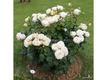 Роза Madame Anisette (хибридна чаена роза), серия Parfuma- Kordes -1 брой - 3