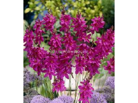 Иксия /Ixia 'Mabel'/ 1 бр