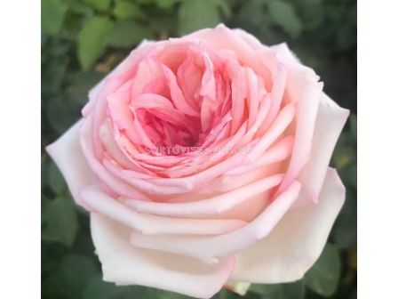 Роза Meine Rose (Хибридна роза) серия Eleganza - Kordes - 1 брой - 1