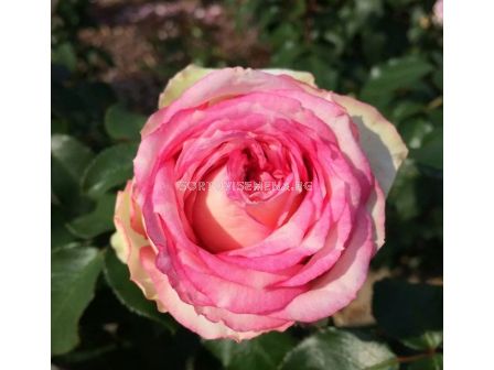 Роза Meine Rose (Хибридна роза) серия Eleganza - Kordes - 1 брой - 4