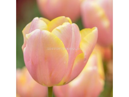 Лале/ Tulip triumph Mango Charm - 1 бр.
